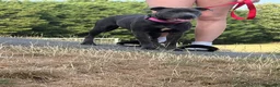 Mixed Breed dogs for sale: 9 month old staffie cross  - Advert 2