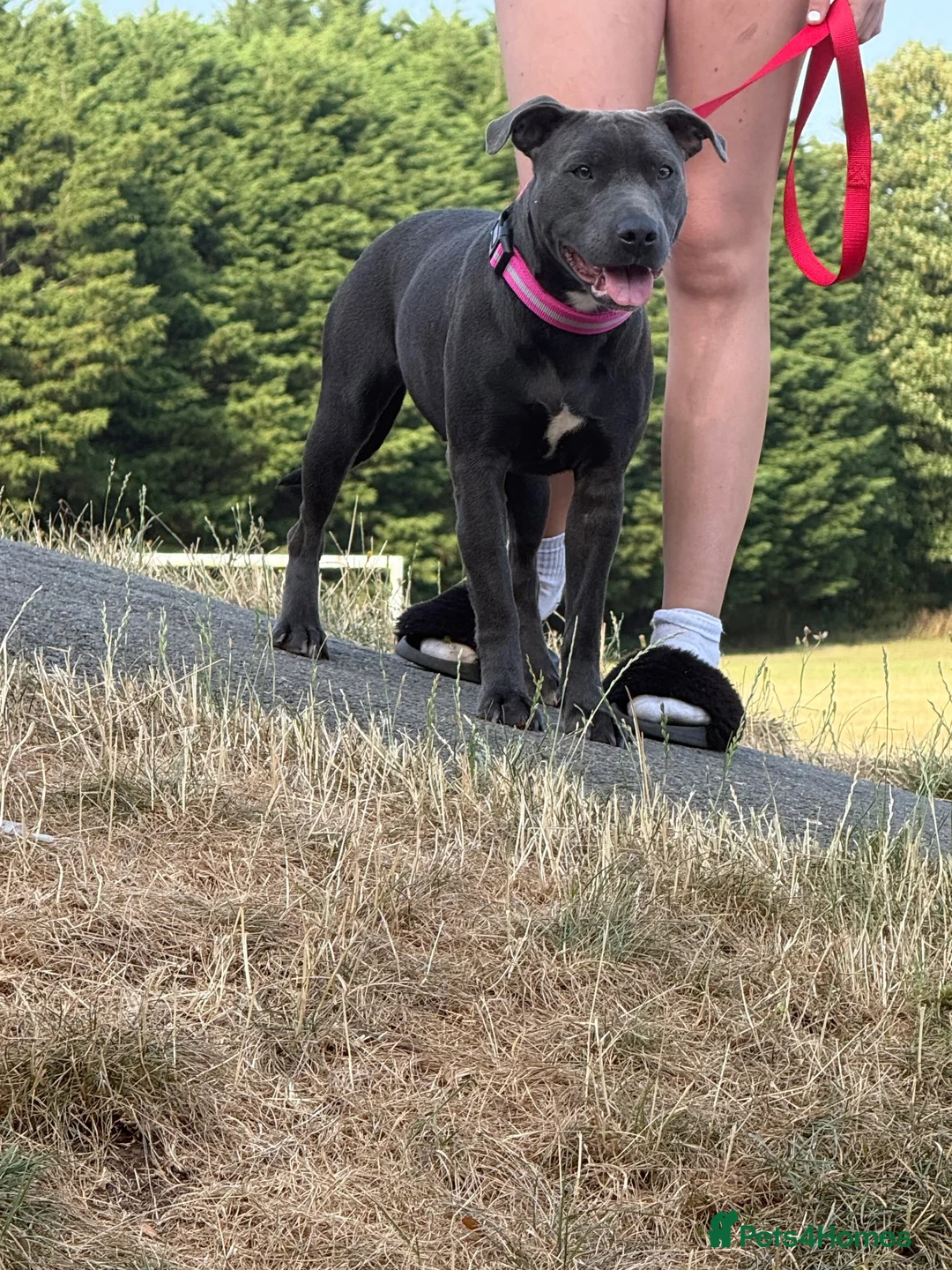 Mixed Breed dogs for sale: 9 month old staffie cross  - Advert 2