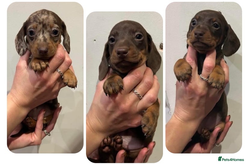 Miniature Dachshund dogs KC Miniature Dachshund Puppies  - Advert 5