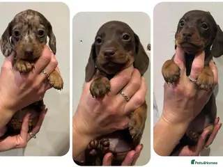 Miniature Dachshund dogs KC Miniature Dachshund Puppies - Advert 5