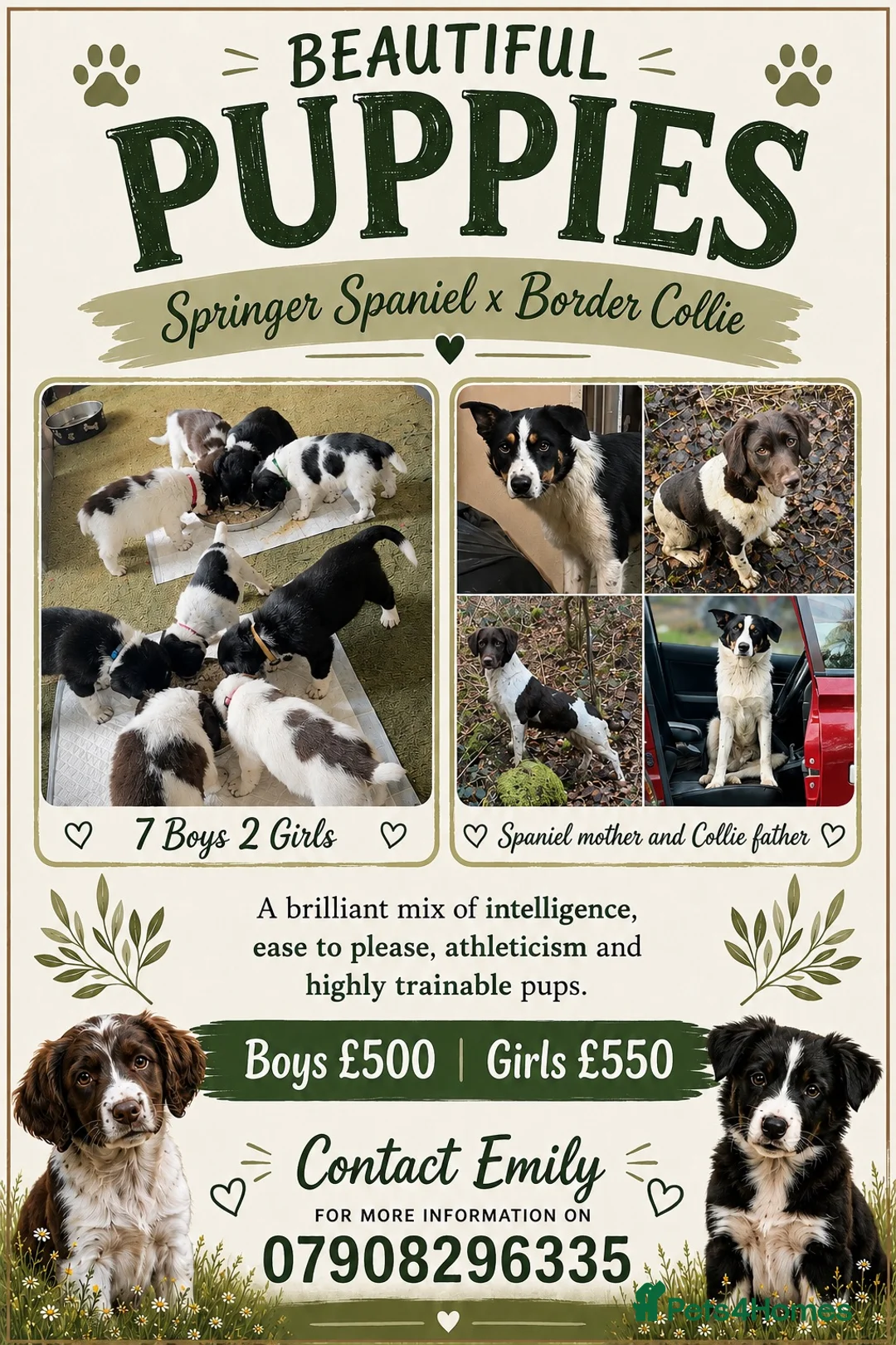 Sprollie dogs for sale: Springer x Collie in Lydney - Advert 1
