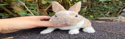 Rex rabbits for sale: 3 x stunning mini rex babies for reserve  - Advert 1