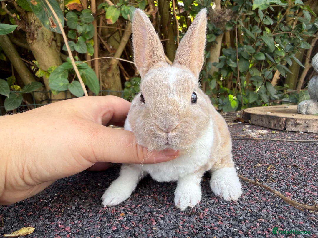 Rex rabbits for sale: 3 x stunning mini rex babies for reserve  - Advert 1