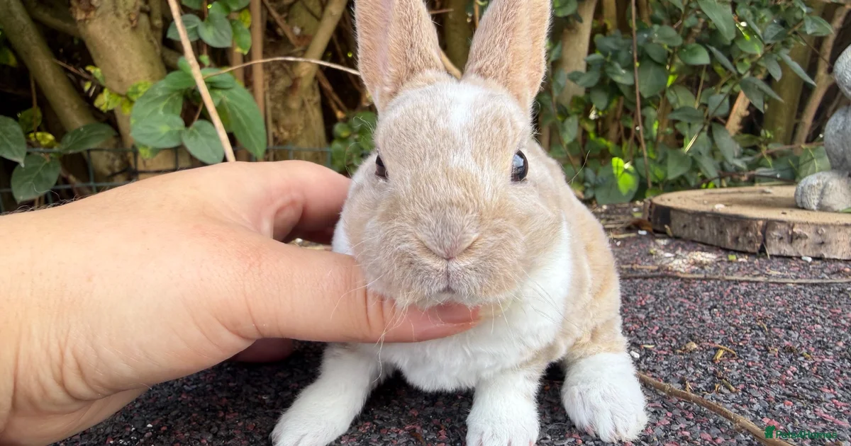 5 Rabits Rabbits for Sale for sale in Wolverhampton, West Midlands | Pets4Homes