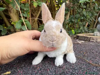 Rex rabbits 3 x stunning mini rex babies for reserve - Advert 1