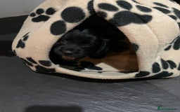 Cocker Spaniel dogs for sale: Working Cocker Spaniels - Image 16