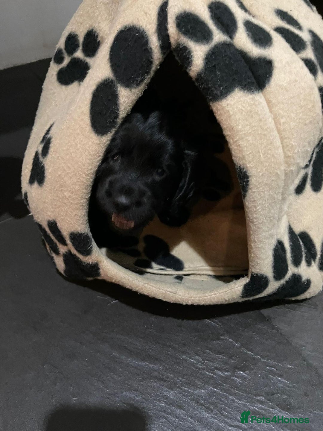 Cocker Spaniel dogs for sale: Working Cocker Spaniels - Image 16