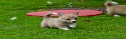 Welsh Corgi Pembroke dogs for sale: Pembroke corgi pups - Advert 13