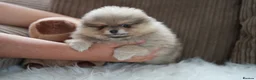 Pomeranian dogs for sale: Four small cute pups  - Advert 12