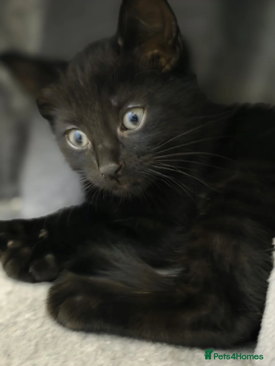 Mixed Breed cats for sale: 2 male kittens for sale (sold as pair)  - Advert 2