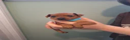 Miniature Pinscher dogs for sale: Adorable Miniature Pinscher Puppies  in Peterhead - Advert 10