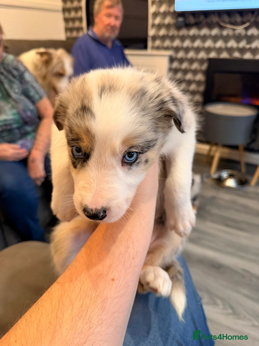 Mixed Breed dogs for sale: Stunning Border Collie Cross Puppies Family Raised - Advert 21