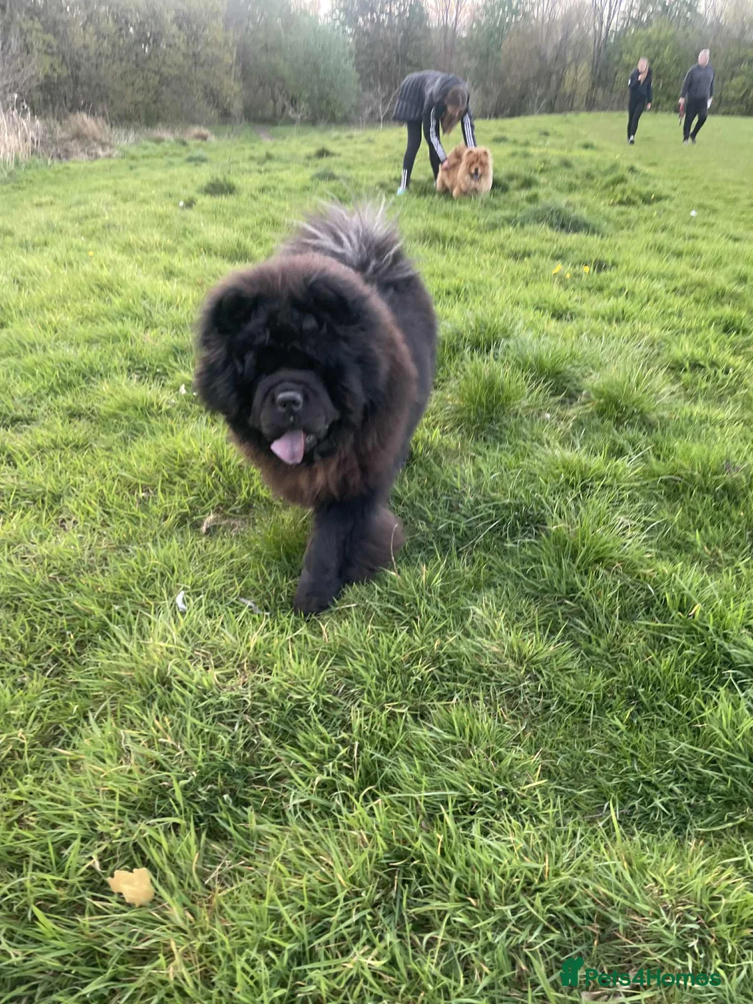 Chow Chow dogs for sale: KC Registered Chow Pups– (Champion Blood Lines) - Advert 14