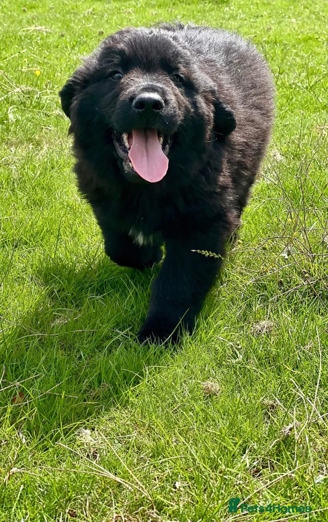 Mixed Breed dogs for sale: 1 girl left Newfoundland x 25% Great pyranees - Advert 1