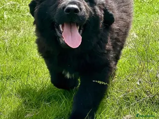 Mixed Breed dogs 1 girl left Newfoundland x 25% Great pyranees - Advert 1