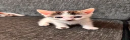 Domestic Shorthair cats for sale: Beautiful kittens ready for their forever homes 🩷 - Advert 7