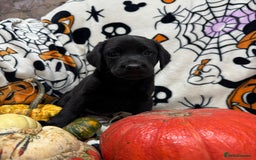 Labrador Retriever dogs for sale: Labrador pups - Image 20