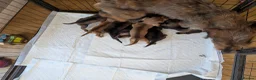 Mixed Breed dogs for sale: 3/4 dachshund 1/4 jack Russell - Advert 36