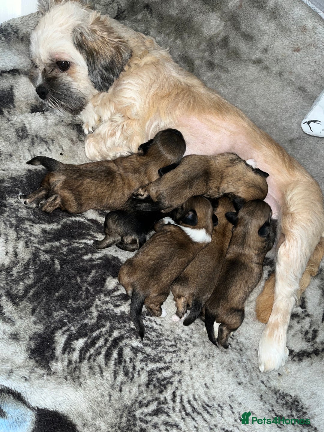Lhasa Apso dogs for sale: Lhasa apso puppies 🐶 - Image 11