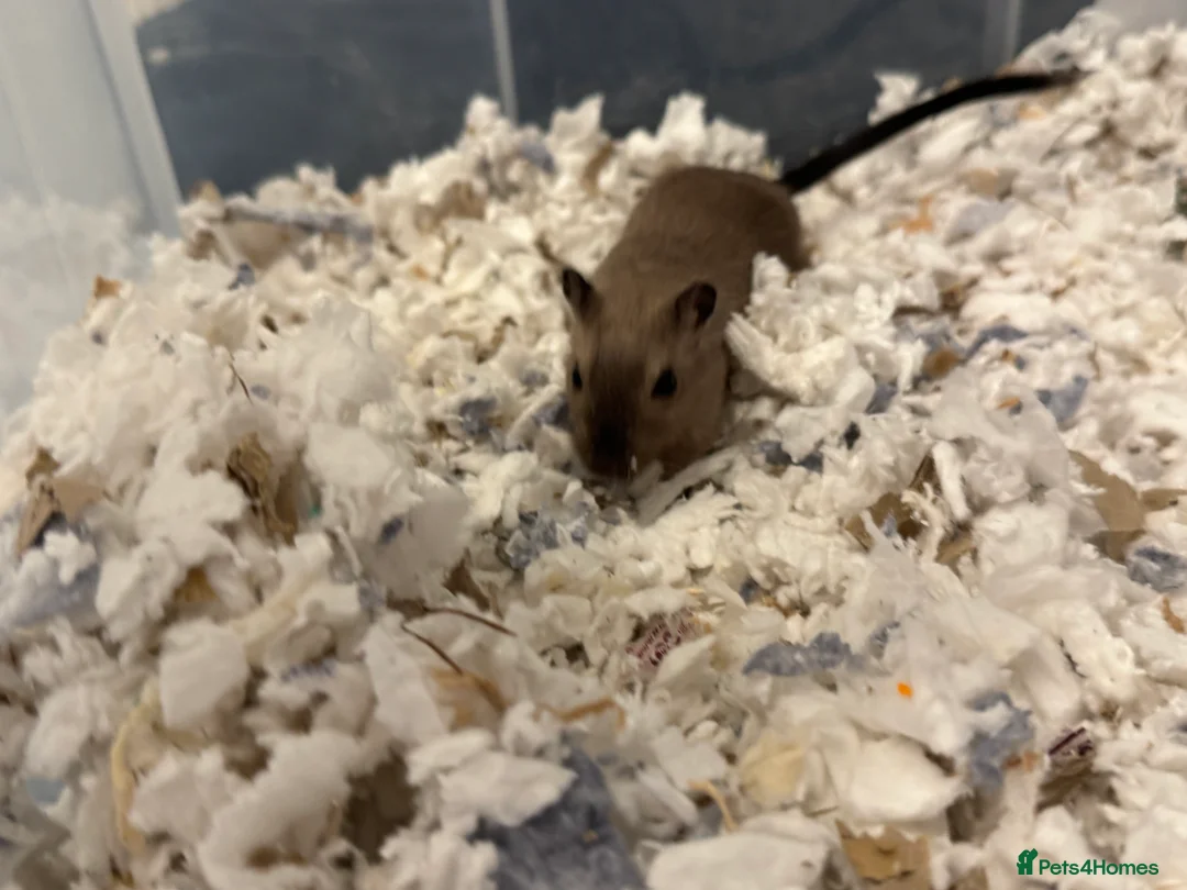 Gerbil rodents for sale: Two Female Gerbils with Cage – Loving Home Wanted - Advert 5