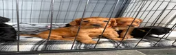 Cocker Spaniel dogs for sale: KC registered working cocker spaniels - Advert 1