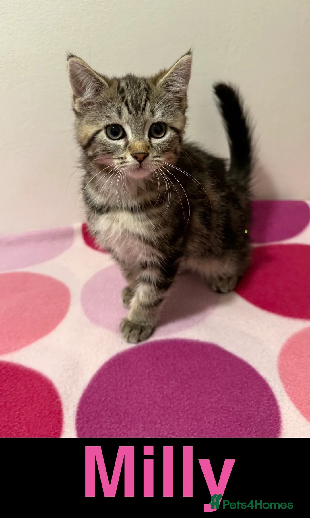 Domestic Shorthair cats for sale: Gorgeous Kittens 4 girls 1 boy - Advert 2