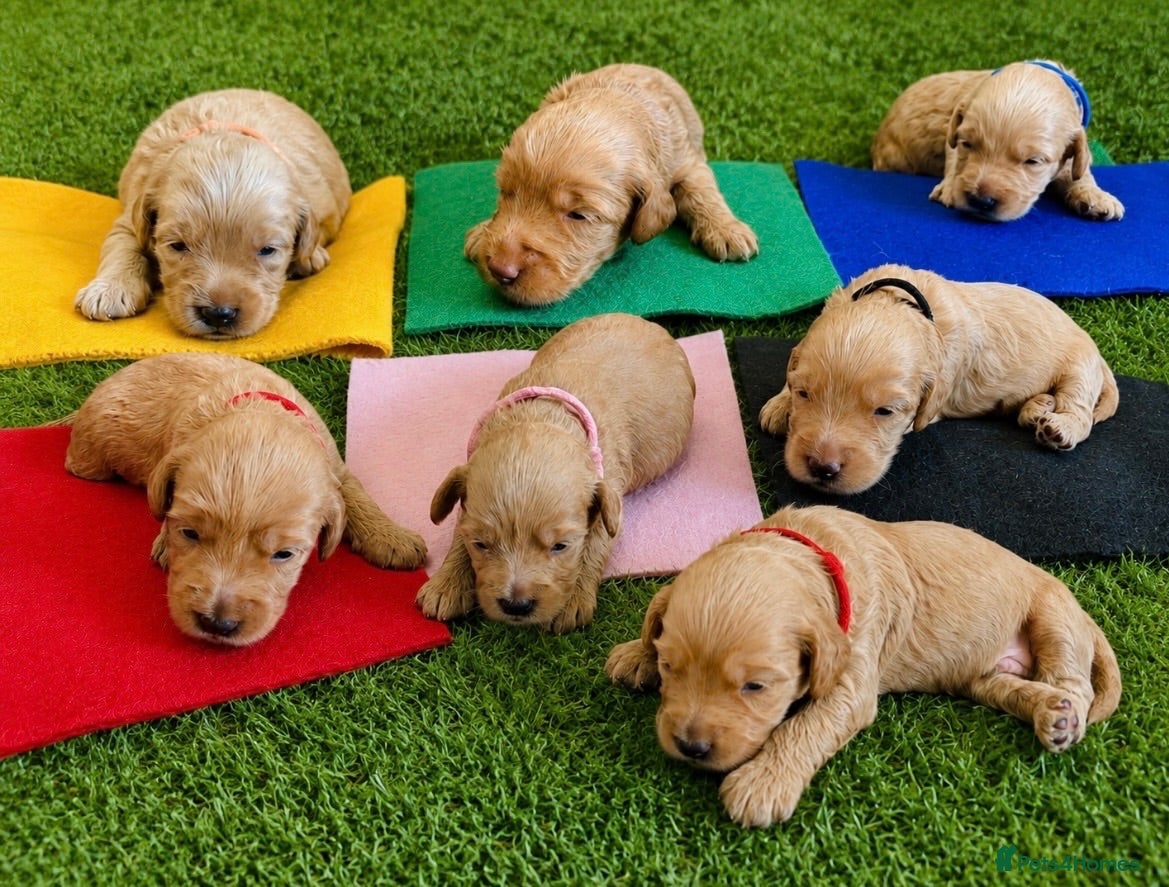 Labradoodle dogs Cute 🥰 Miniature Labradoodle Pups  - Advert 1
