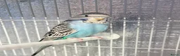 Budgerigars birds for sale: Baby budgies  - Advert 5