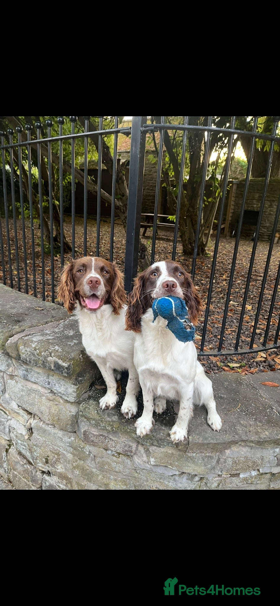 English Springer Spaniel dogs Springer Spaniels - Advert 2