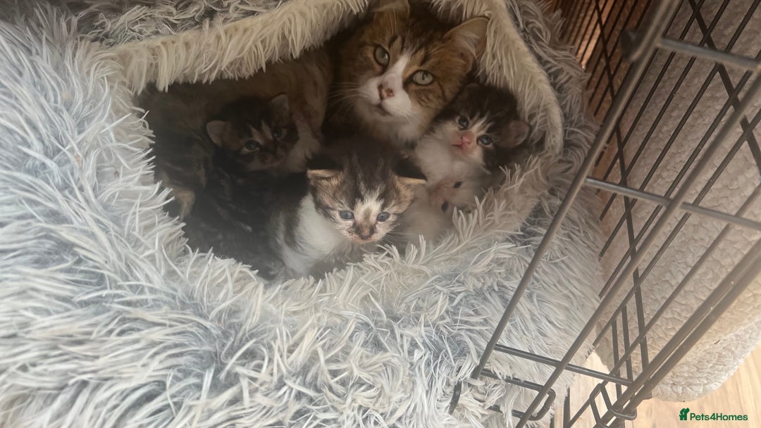 Mixed Breed cats for sale: 4 playful and funny kittens - Advert 15