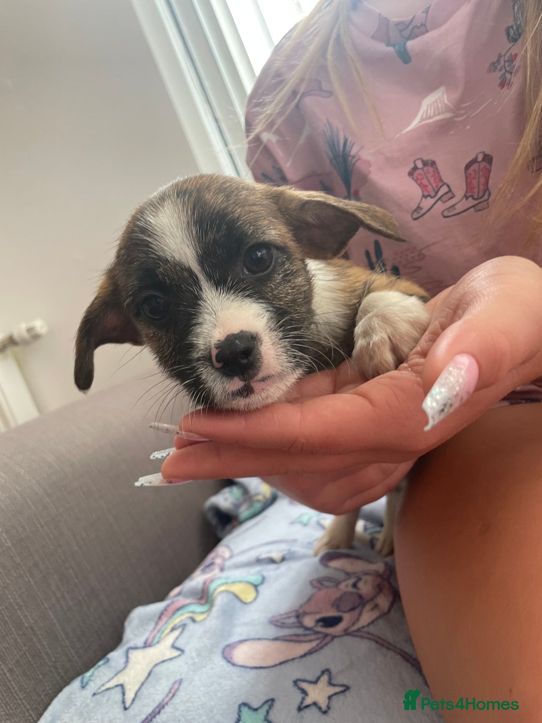 Jack Russell dogs for sale: Jack Russell puppies - Image 3