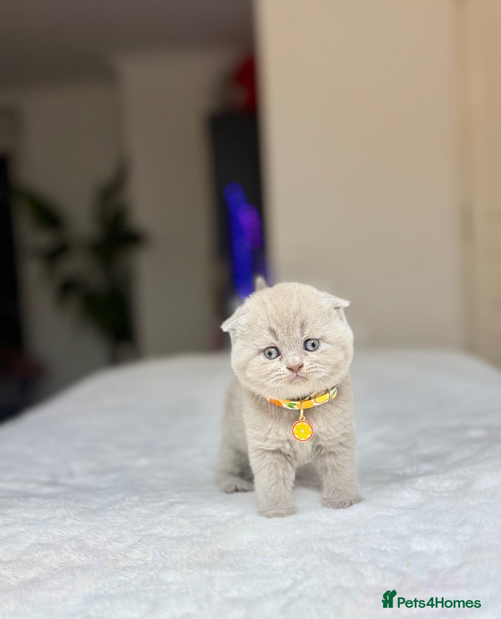 Scottish Fold cats Scottish fold - Advert 1
