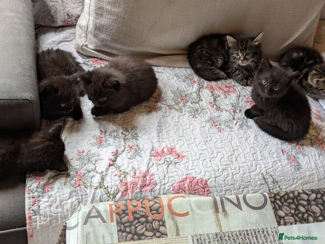 Bombay cats for sale: Different prices Bombay X long hair  - Image 5