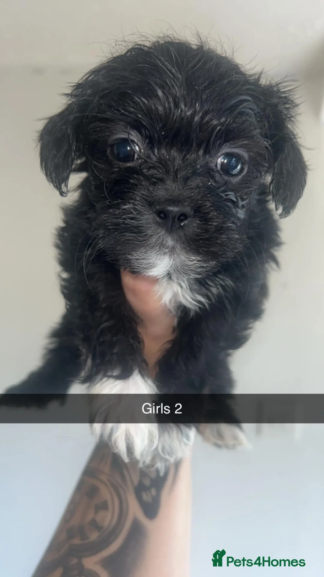 Lhasa Apso dogs for sale: Lhasa apso puppies  in Glasgow - Advert 2