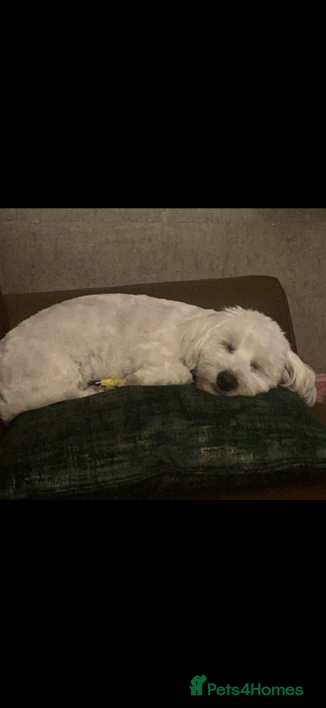 Mixed Breed dogs for sale: West highland terrier x Bichon Frise pups for sale - Image 4