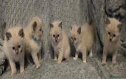 Ragdoll cats for sale: Stunning Ragdolls  - Image 22