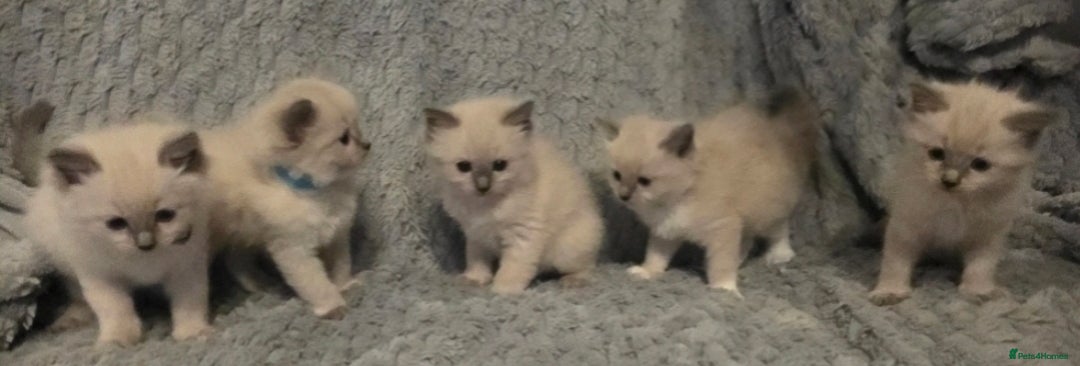 Ragdoll cats for sale: Stunning Ragdolls  - Image 22