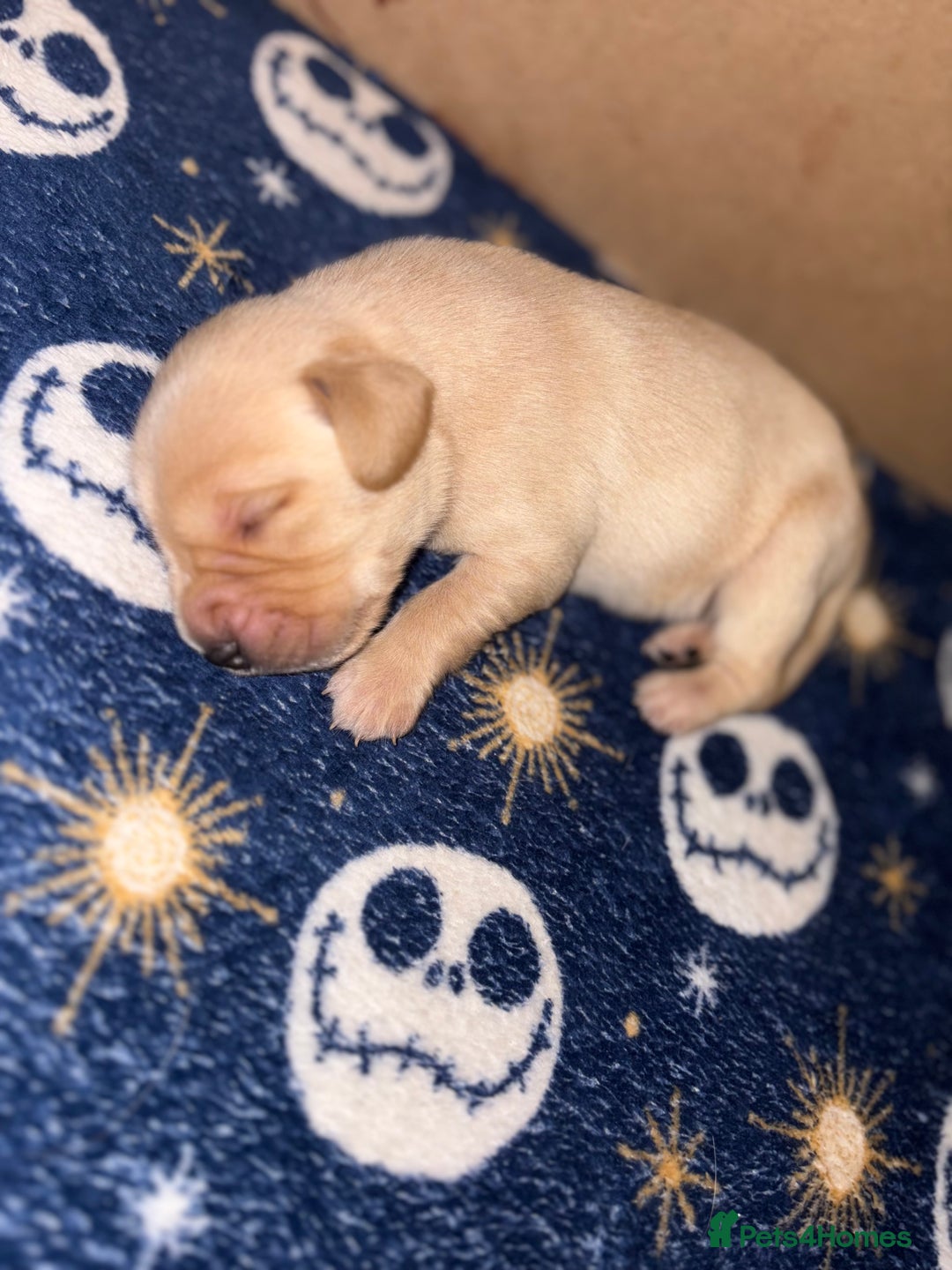 Cockerdor dogs for sale: Beautiful litter of Cockerdor puppies  - Advert 7