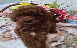 Toy Poodle dogs for sale: Kc reg deep red toy poodle council licensed  - Image 32