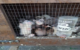 Ferret rodents for sale: Ferrets foe sale  - Image 4