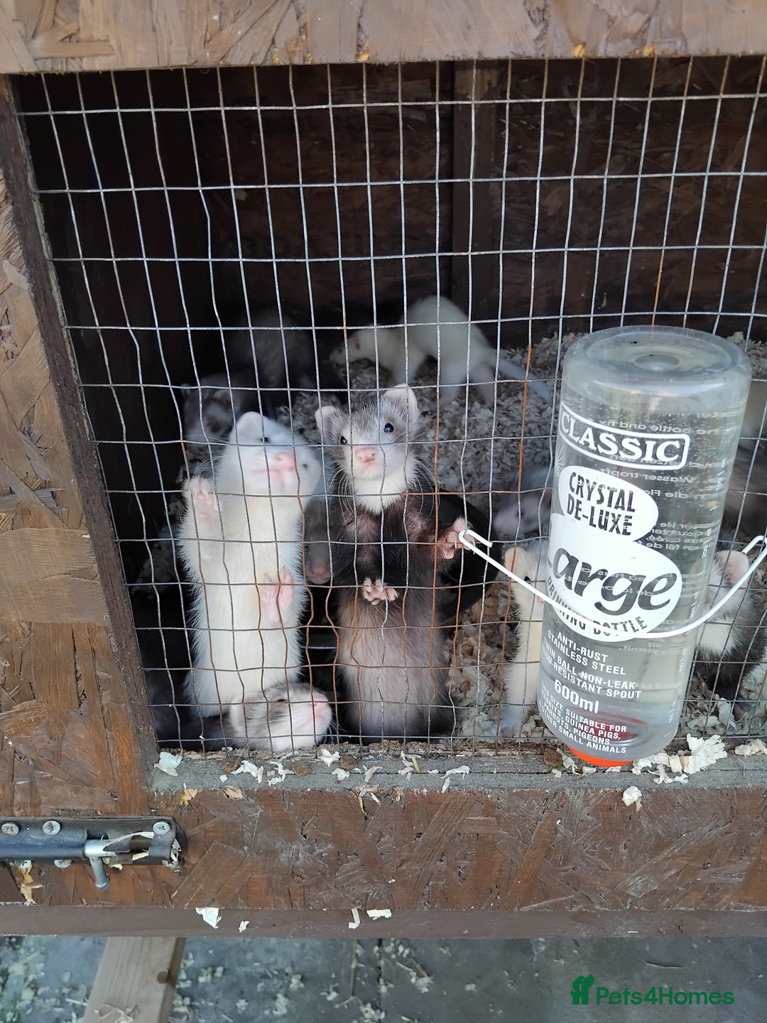 Ferret rodents for sale: Ferrets foe sale  - Image 4