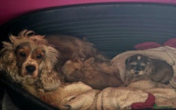 Cockapoo dogs for sale: Toy cockapoo pups - Image 3