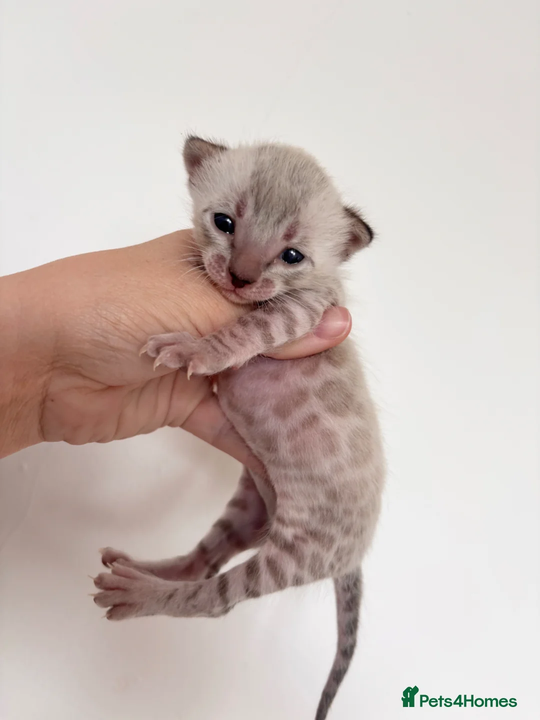Bengal cats for sale: GORGEOUS BENGAL GIRL KITTENS  - Advert 2