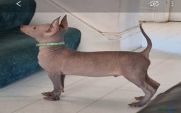 Mexican Hairless dogs for sale: Stunning mini red boy 4 months 8 week old girl . - Image 3