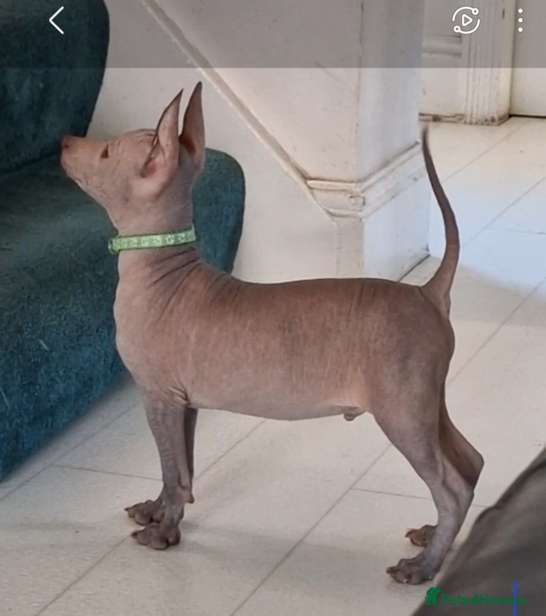 Mexican Hairless dogs for sale: Stunning mini red boy 4 months 8 week old girl . - Image 3