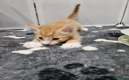 Mixed Breed cats for sale: Lovely kittens for sale  - Image 4