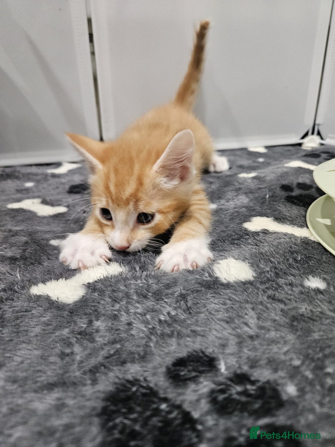Mixed Breed cats for sale: Lovely kittens for sale  - Image 4