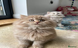 British Longhair cats for sale: Stunning litter of British long hair - Image 5