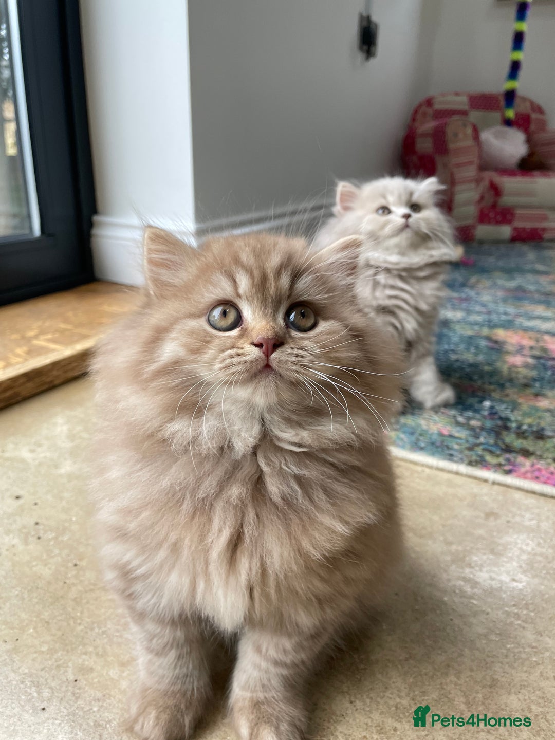 British Longhair cats for sale: Stunning litter of British long hair - Image 5