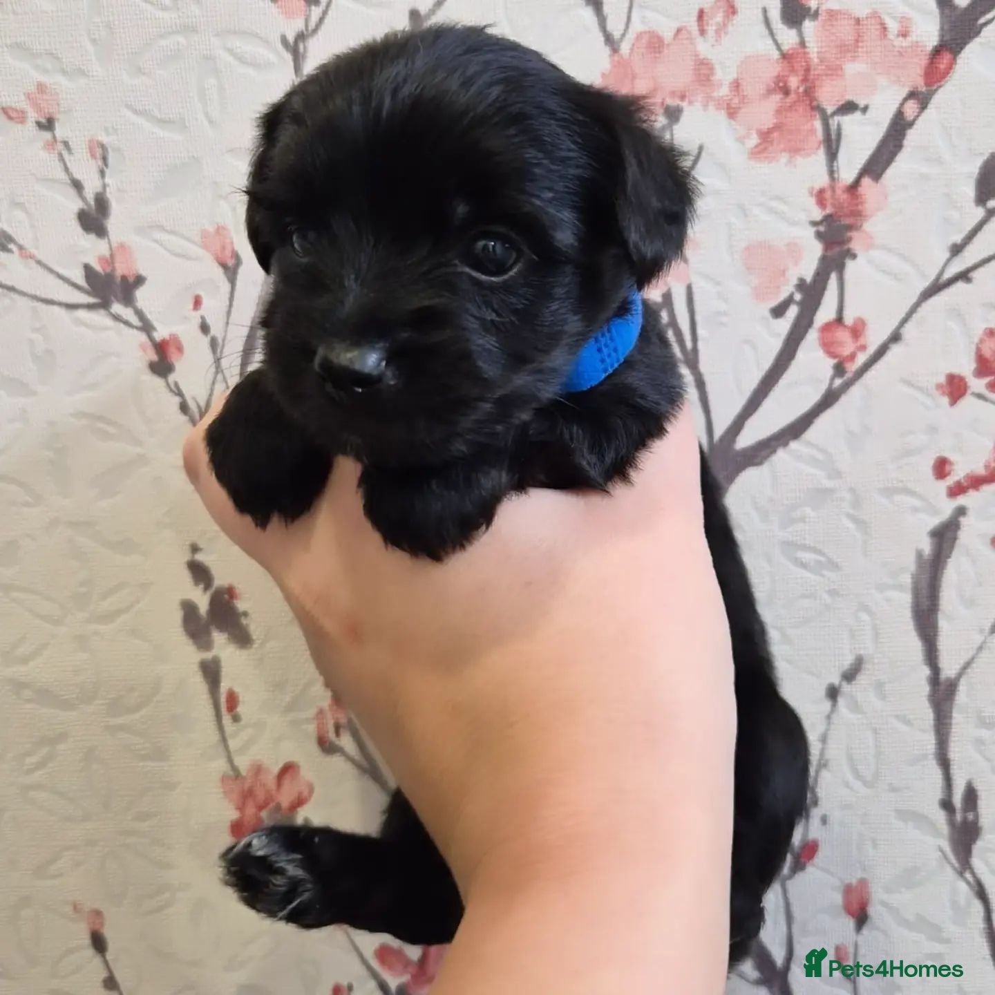 Yorkshire Terrier dogs Gorgeous Lilliputian Yorkies available  - Advert 2
